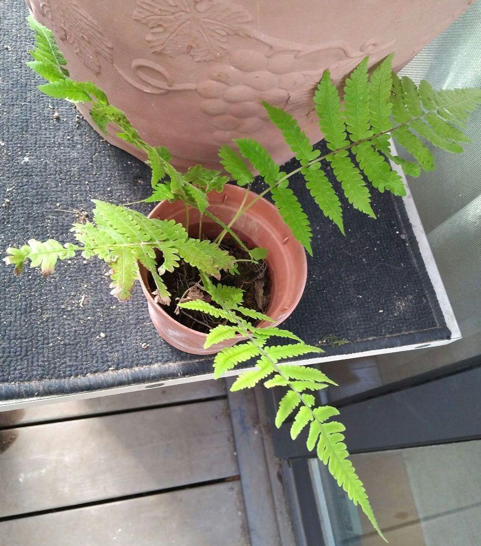 ワケアリ 中⑮ 品種不明シダ