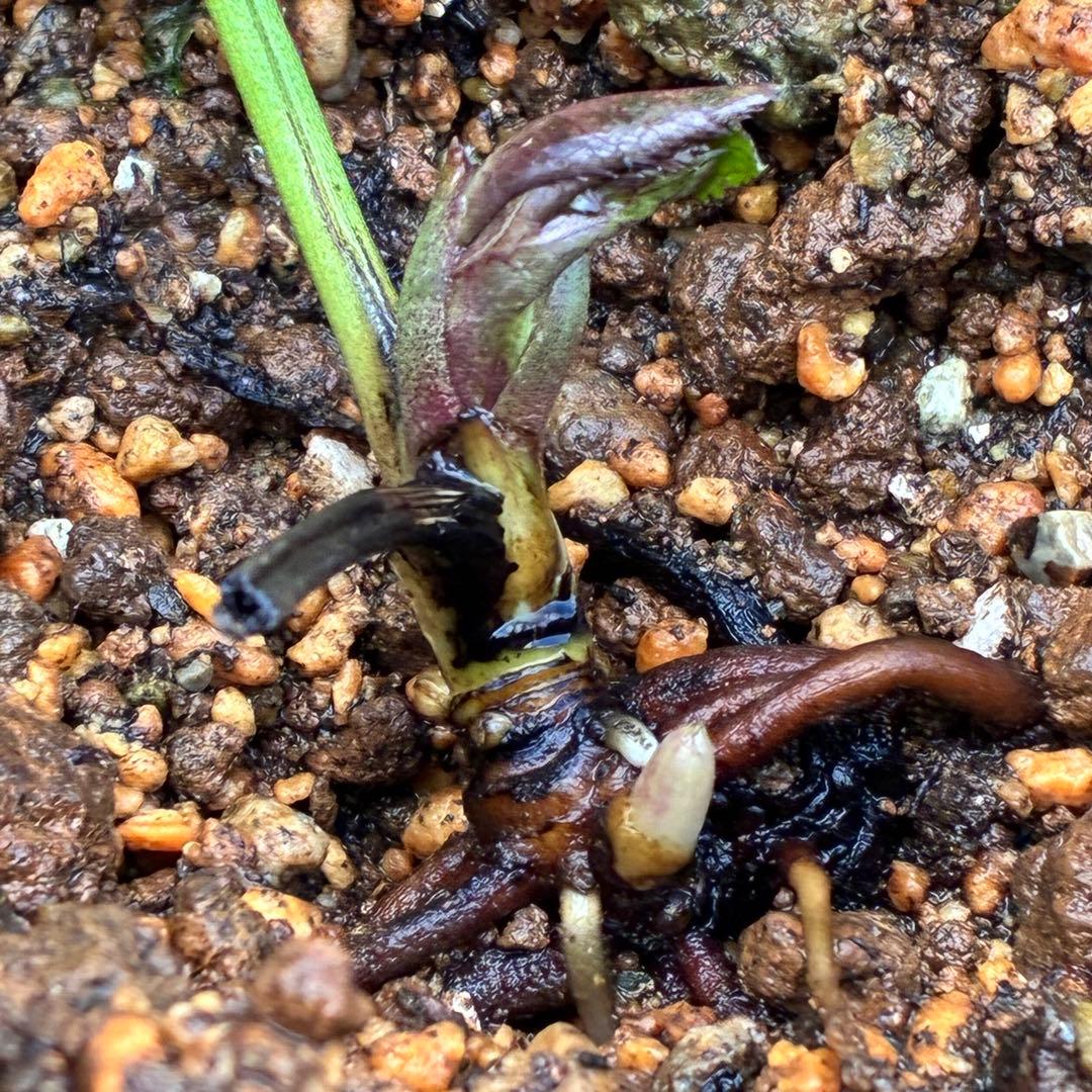 の*ん様 ☘️親株☘️❤️根充実❤️沢山新芽❤️730⭐️多弁⭐️アンティーク⭐