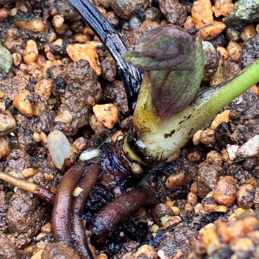 の*ん様 ☘️親株☘️❤️根充実❤️沢山新芽❤️730⭐️多弁⭐️アンティーク⭐