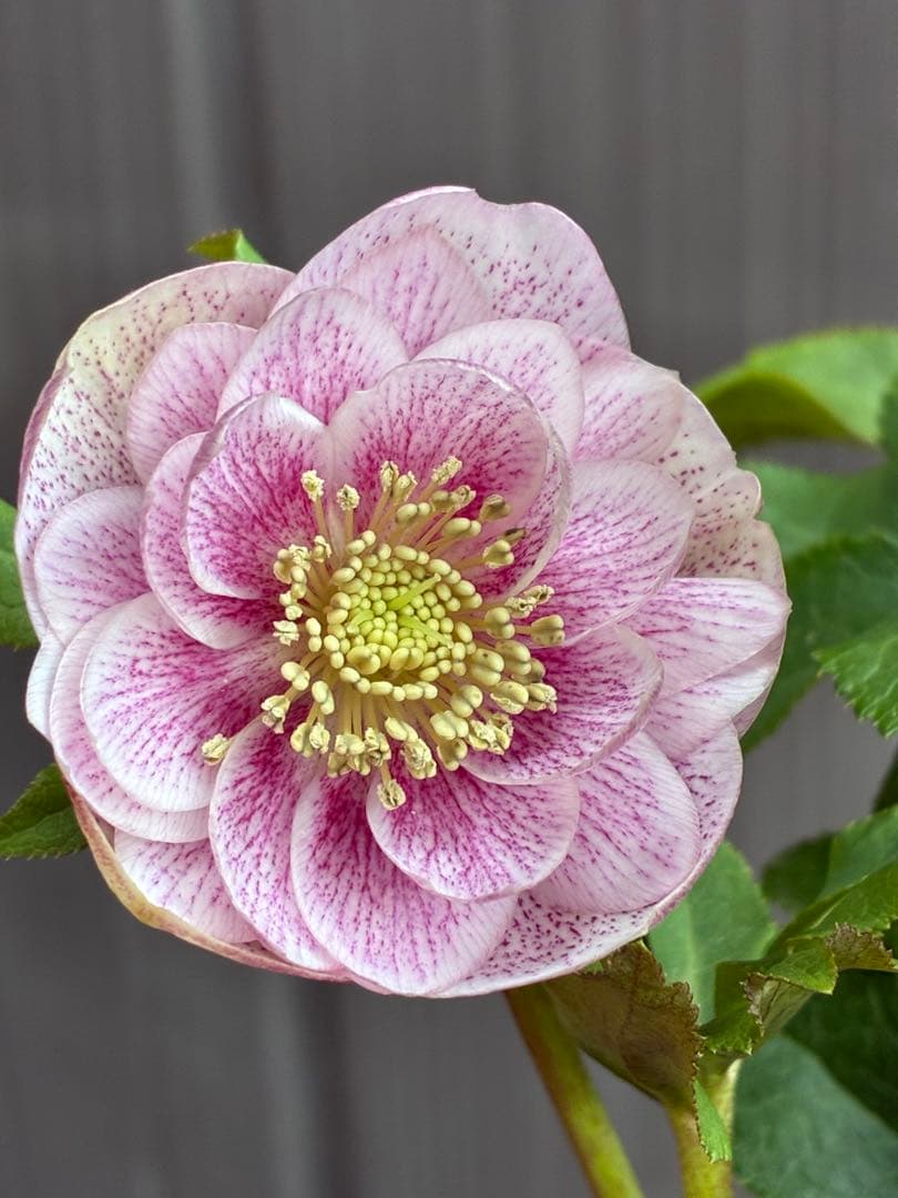 ♡広瀬園芸♡ DDベビーピンクミストベイン ソレイユ系 - メルカリ