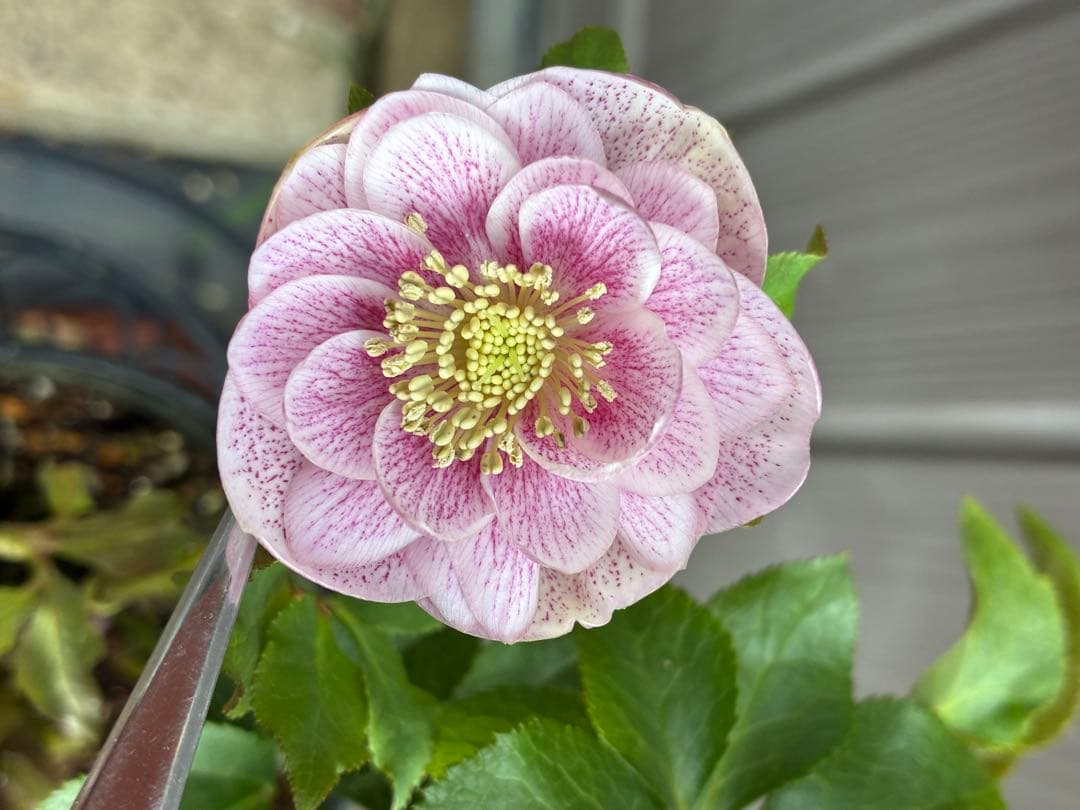 ♡広瀬園芸♡ DDベビーピンクミストベイン ソレイユ系 - メルカリ