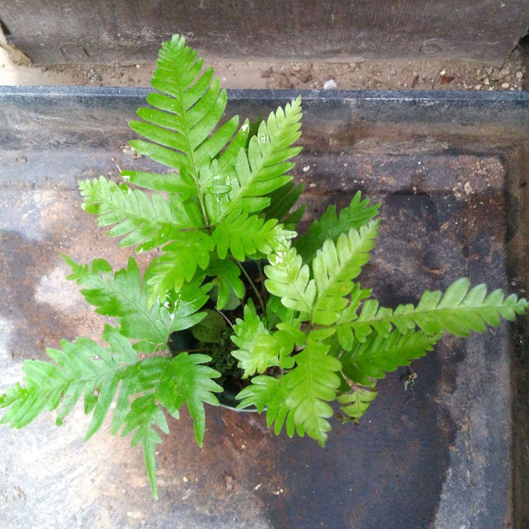 ワケアリ 中⑦ 品種不明シダ