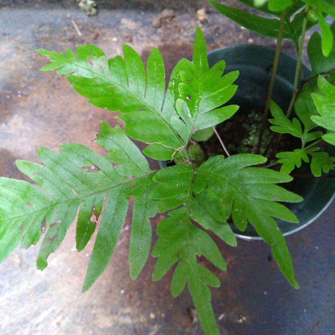 ワケアリ 中⑦ 品種不明シダ