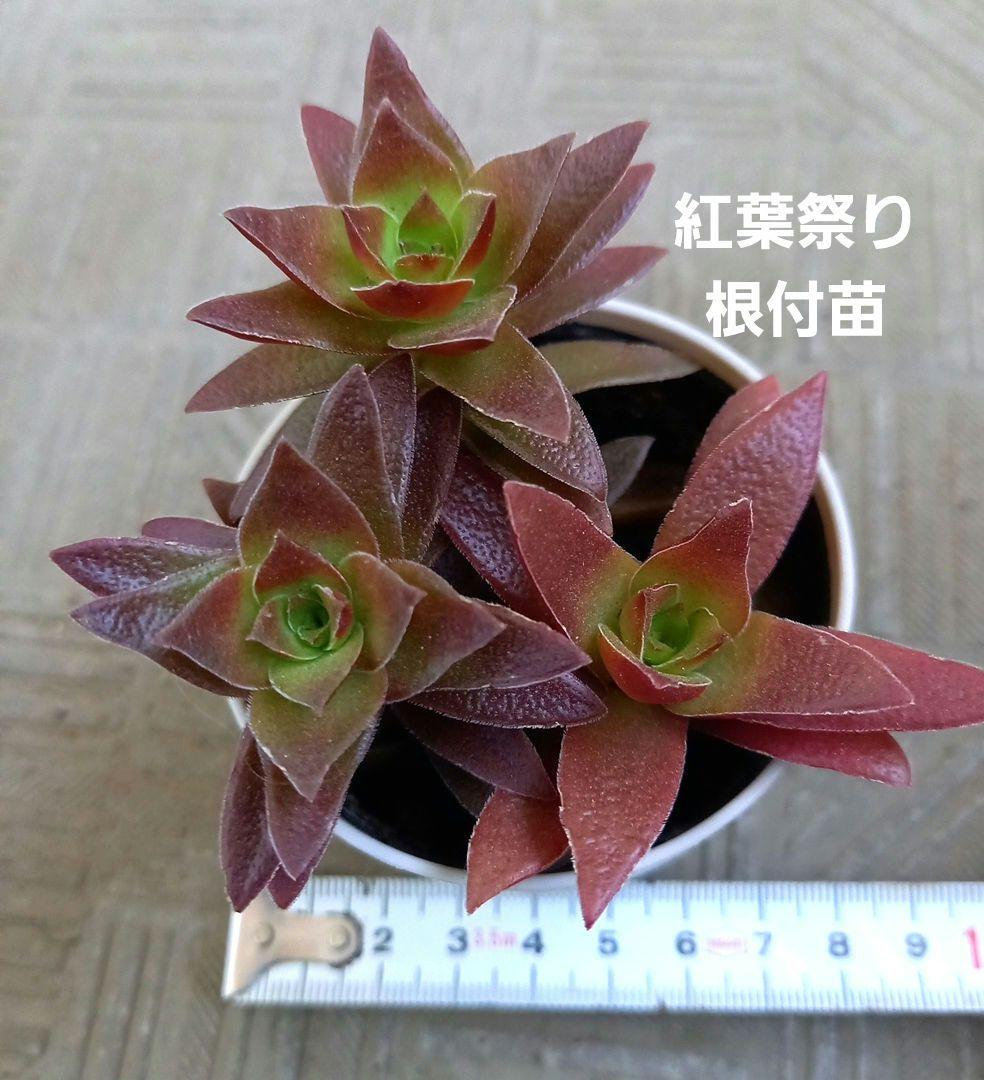 多肉植物 紅葉祭り 抜き苗② - メルカリ