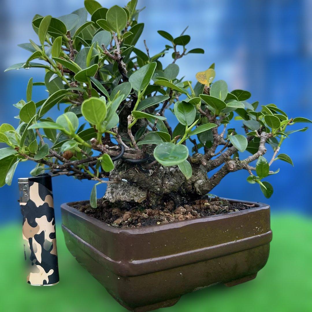 幸多き樹 ガジュマル盆栽 太い豊かな葉