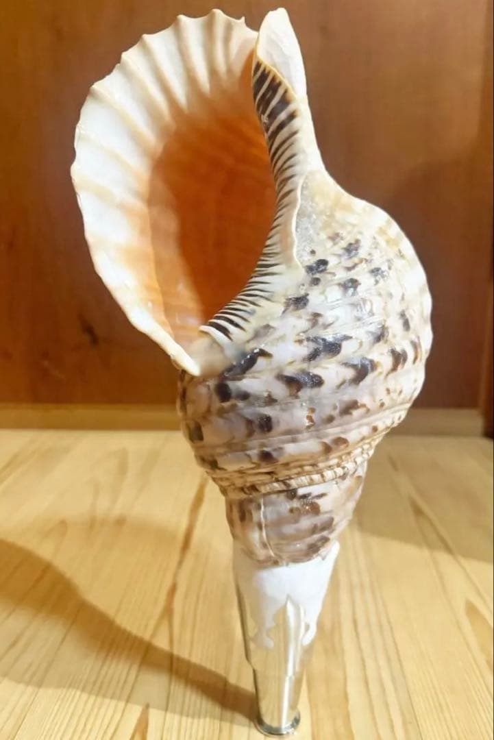 修験道法螺貝36㎝ 山伏 密教 魔除け 熊よけ❣️ホラガイ ほら貝 - メルカリ