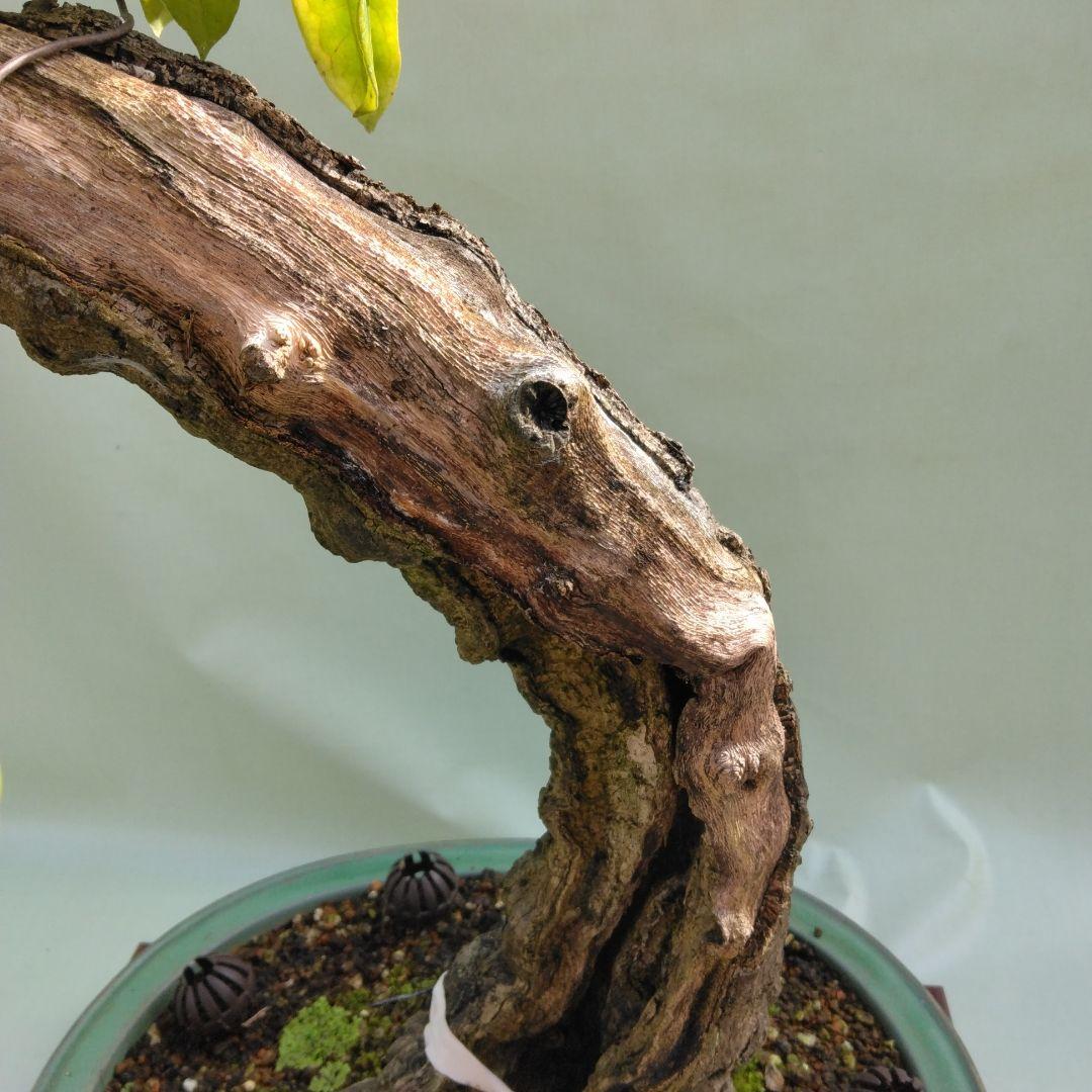 珍品瑠璃ビョウタン大品盆栽です圧巻太幹です。黒松、赤松、五葉松盆栽