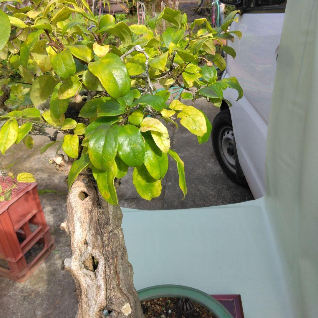 珍品瑠璃ビョウタン大品盆栽です圧巻太幹です。黒松、赤松、五葉松盆栽