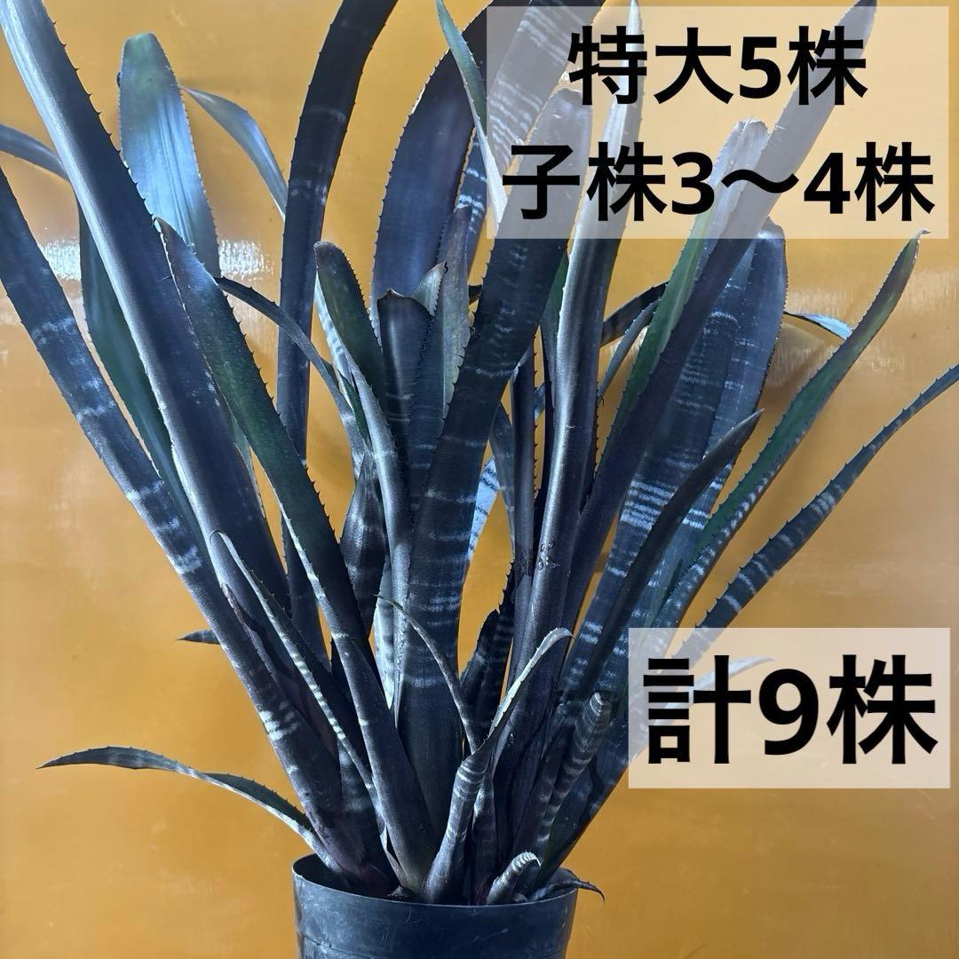 ビルベルギア　ダースベイダー① 特大株 ビルベルギア ダースベイダー | GREEN LUCK