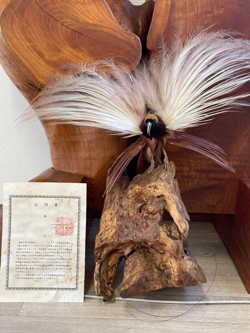 世界鳥獸館（フォーナランド）鳥 剥製 極楽鳥 ゴクラクチョウ 証明書