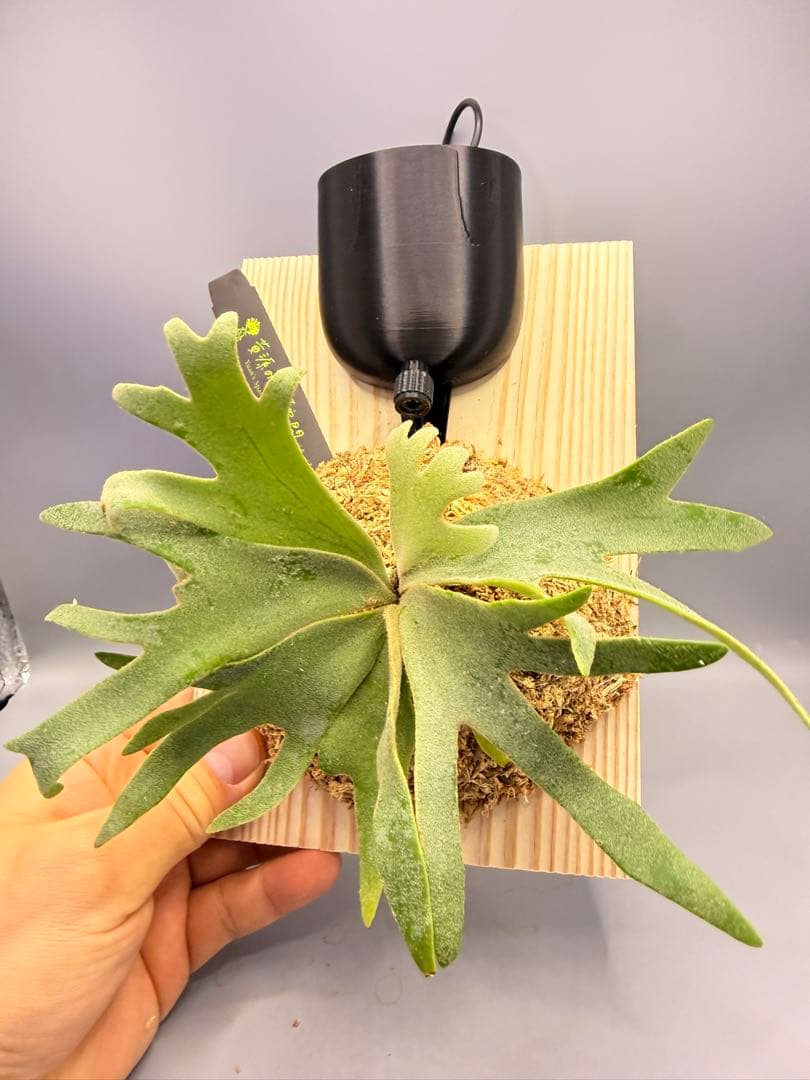 ビカクシダ willinckii Golden Boy sporeling 金童 - メルカリ