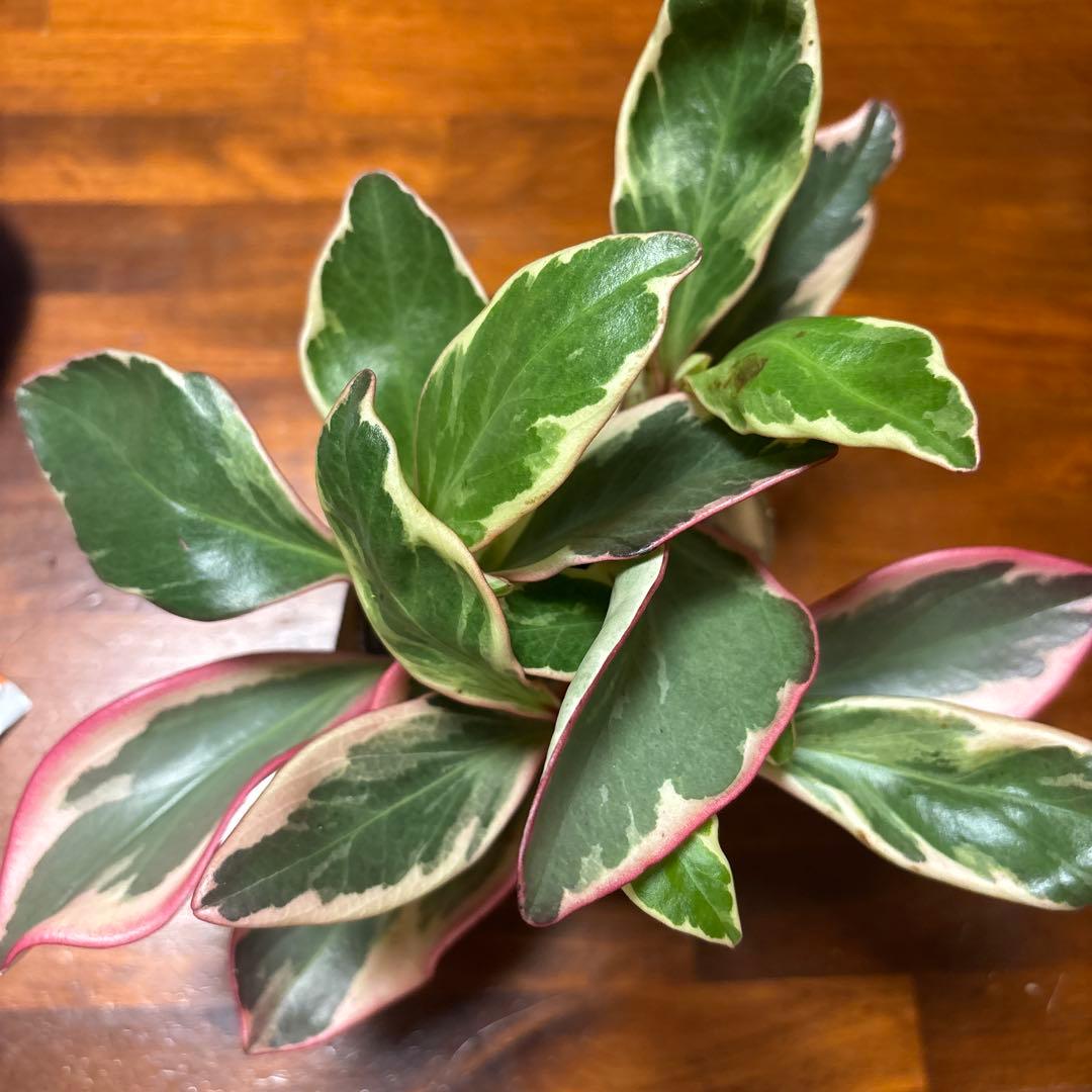 観葉植物 斑入りペペロミア『ジェリーライト』抜き苗 小さめ3株 - メルカリ