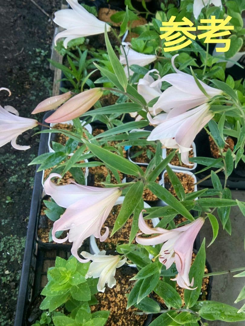 みんみん様専用❗セツブンソウ来春開花予定6球・日向ササユリ2球お届け