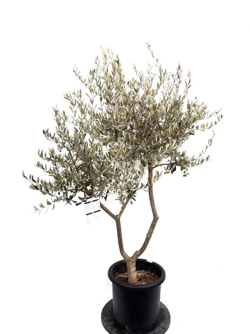 オリーブの木 ペンドリノ 10号 約160cm K-339 現品掲載 - メルカリ