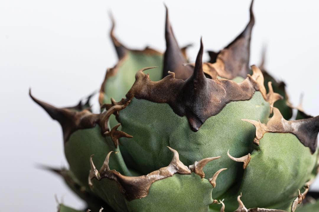 本日のみ アガベ チタノタ dennis040 キングアーサー 子株 発根済み