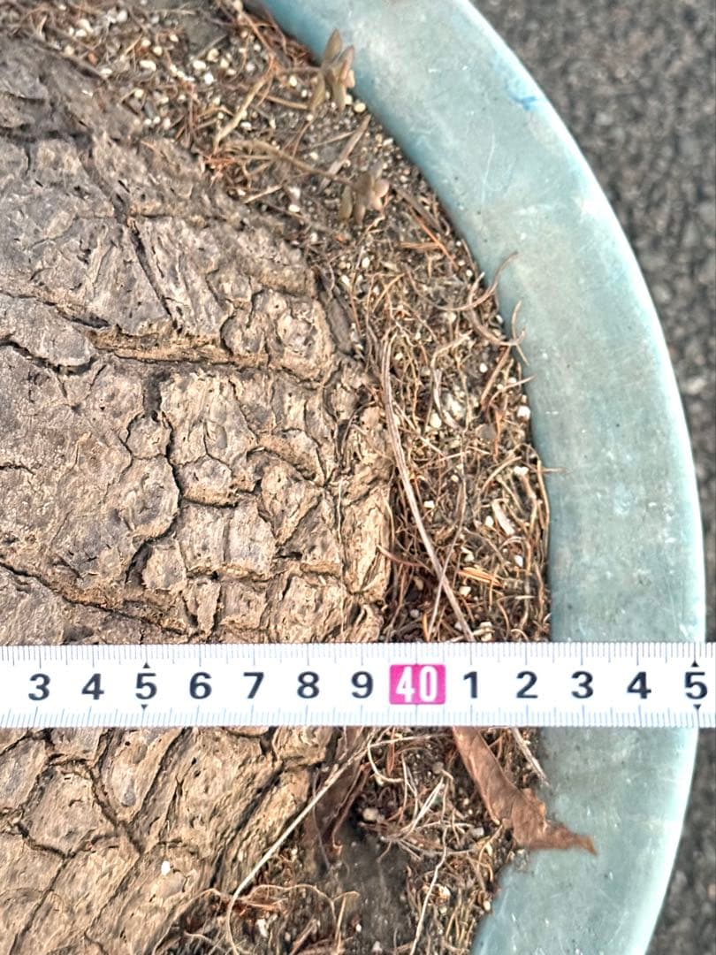 最終価格 希少♪大型 特大株♪ トックリラン ポニーテール ノリナ