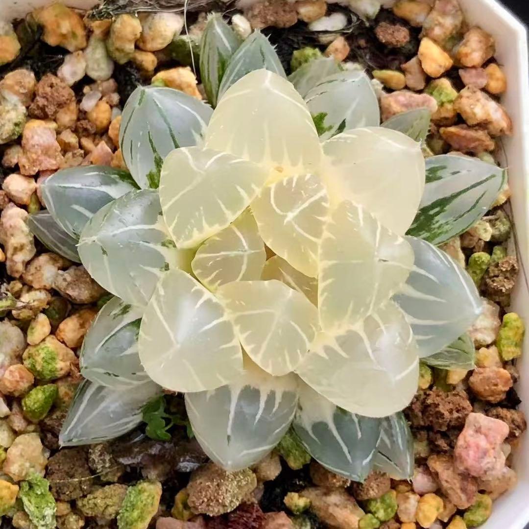 c*o様 多肉植物 ハオルチア 水晶オブツーサ錦 透明窓 超美品 - メルカリ