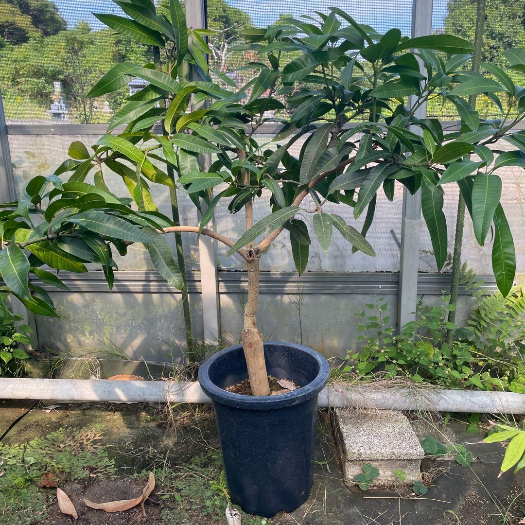 マンゴー苗　品種　ラポザ　10号 楽天市場】☆超レア品種【鹿児島県 指宿産 ラポザマンゴー苗木1本 3〜4