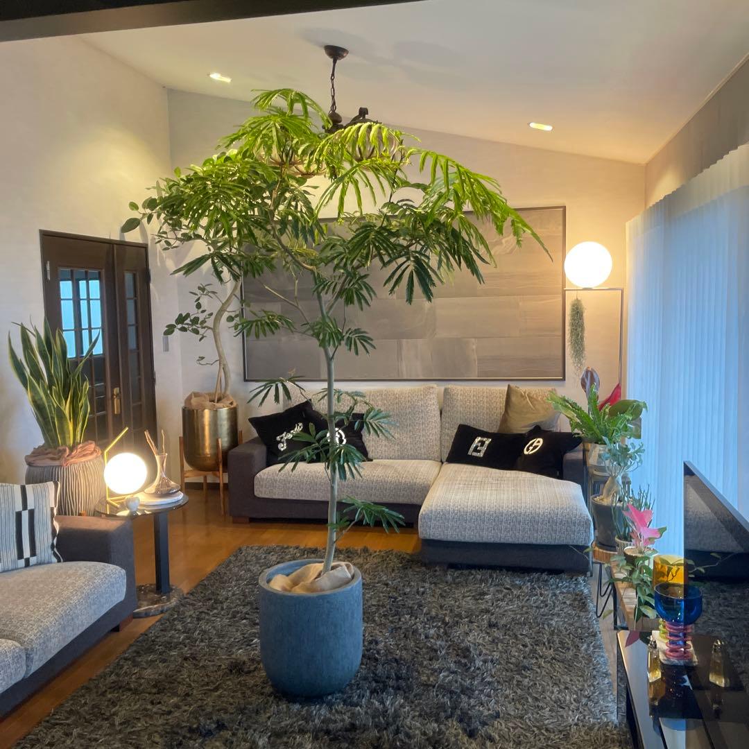 エバーフレッシュ 特大サイズ 美形 幹太 観葉植物 カッシーナ アクタス