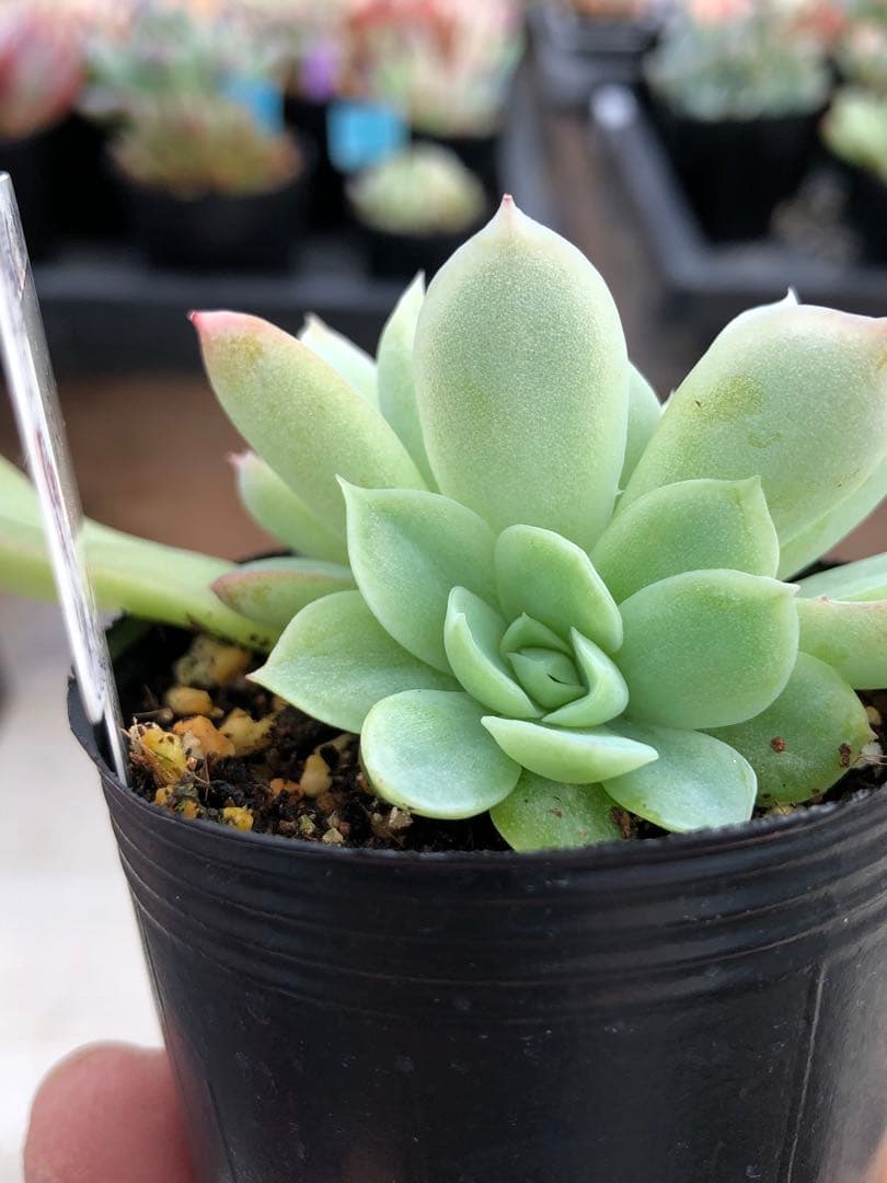 多肉植物 レミリア♡抜き苗(コキリノさん苗) - メルカリ
