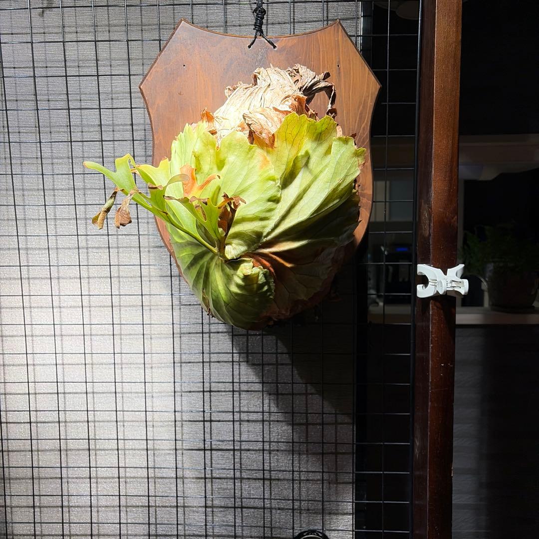 壁掛けビカクシダ リドレイ Amazon.co.jp: 【おしゃれな壁掛け観葉植物】ビカクシダ リドレイ 板付