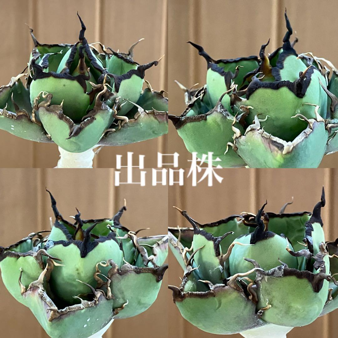 確認用【週末オークション】reza産 イラン株 アガベ サンフレイム 育成