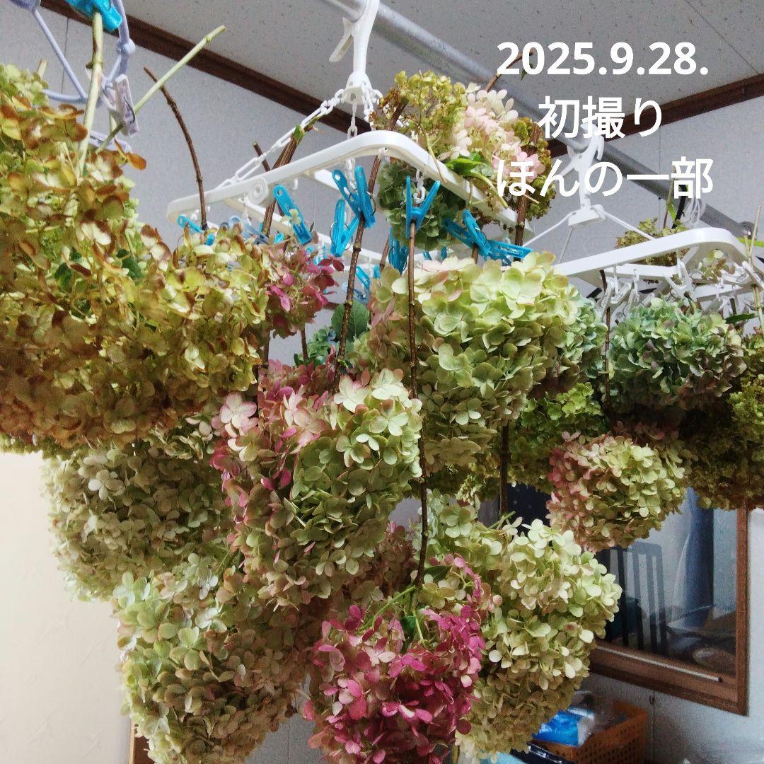 2025.9.追加ありピラミッドあじさい内容説明ご予約ページ（読む所から