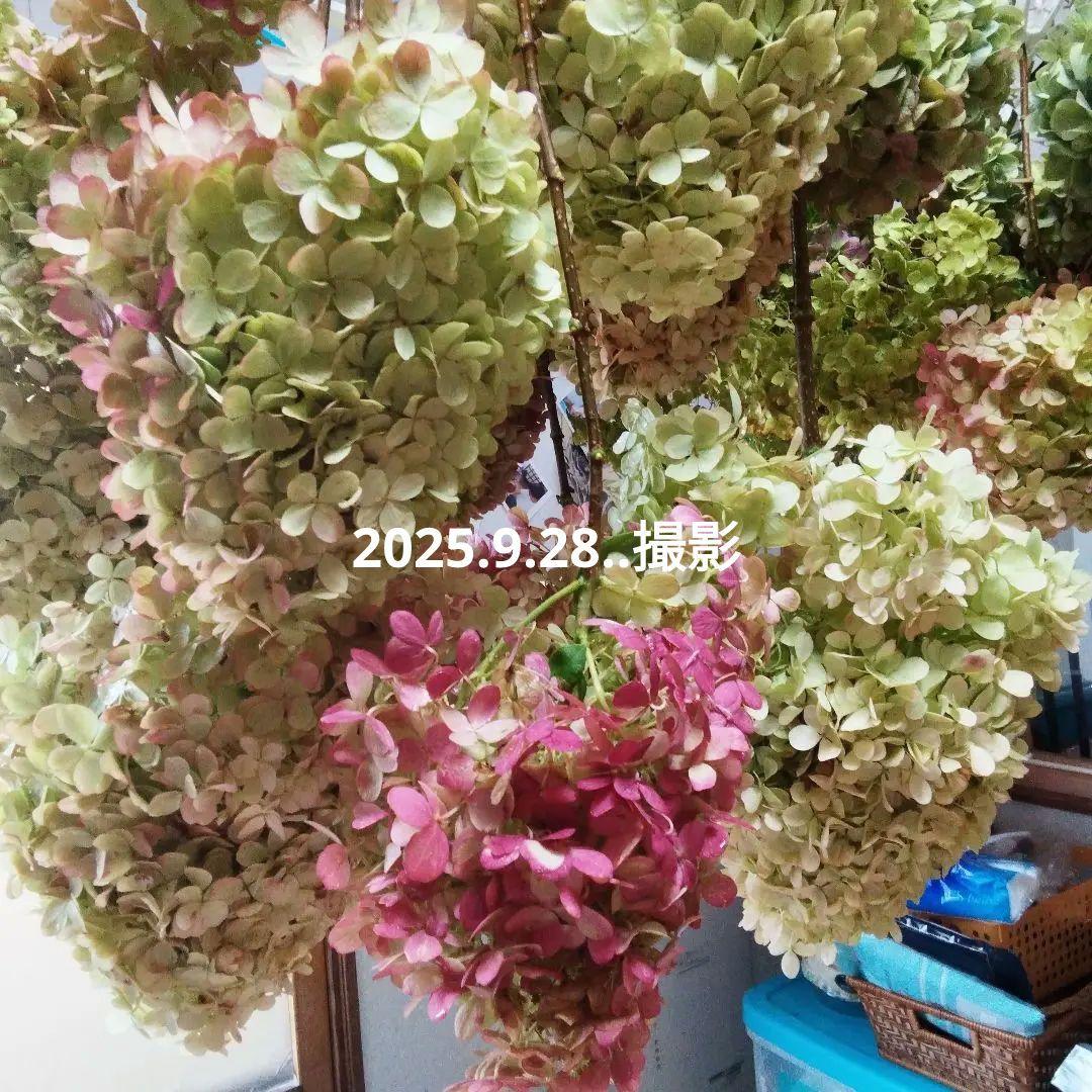 2025.9.追加ありピラミッドあじさい内容説明ご予約ページ（読む所から