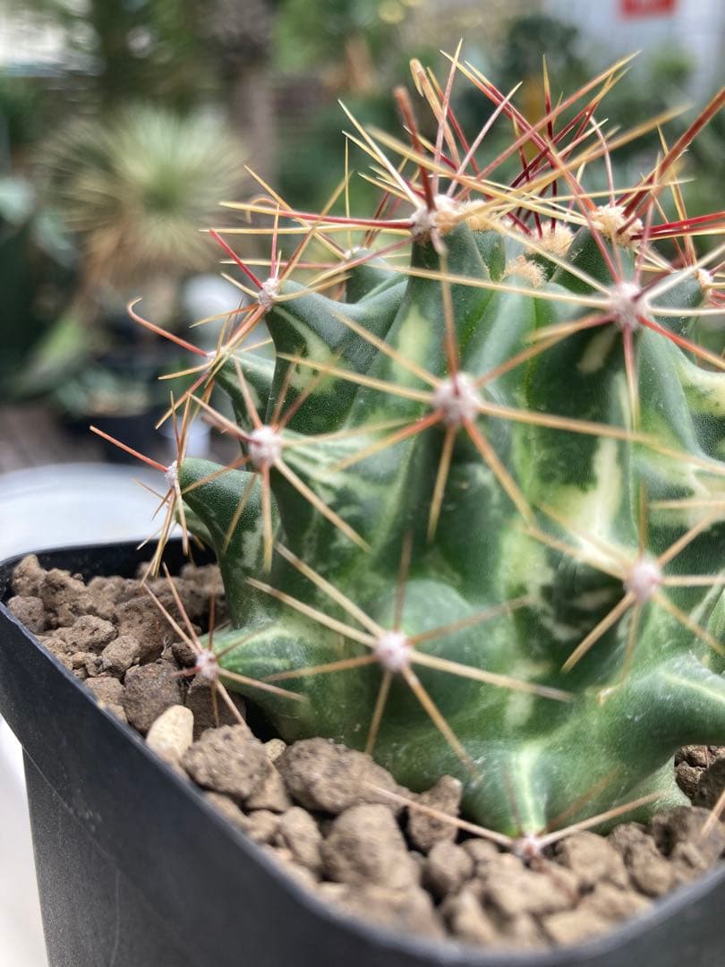 フェロカクタス大虹錦 斑入り◇南国ドライガーデン多肉サボテン錦