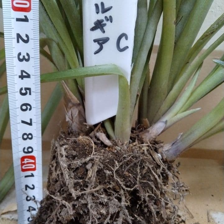 ヨウラクツツアナナスの苗 - メルカリ