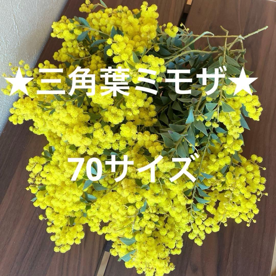 三角葉アカシア ミモザ フレッシュ ドライフラワー スワッグ - メルカリ