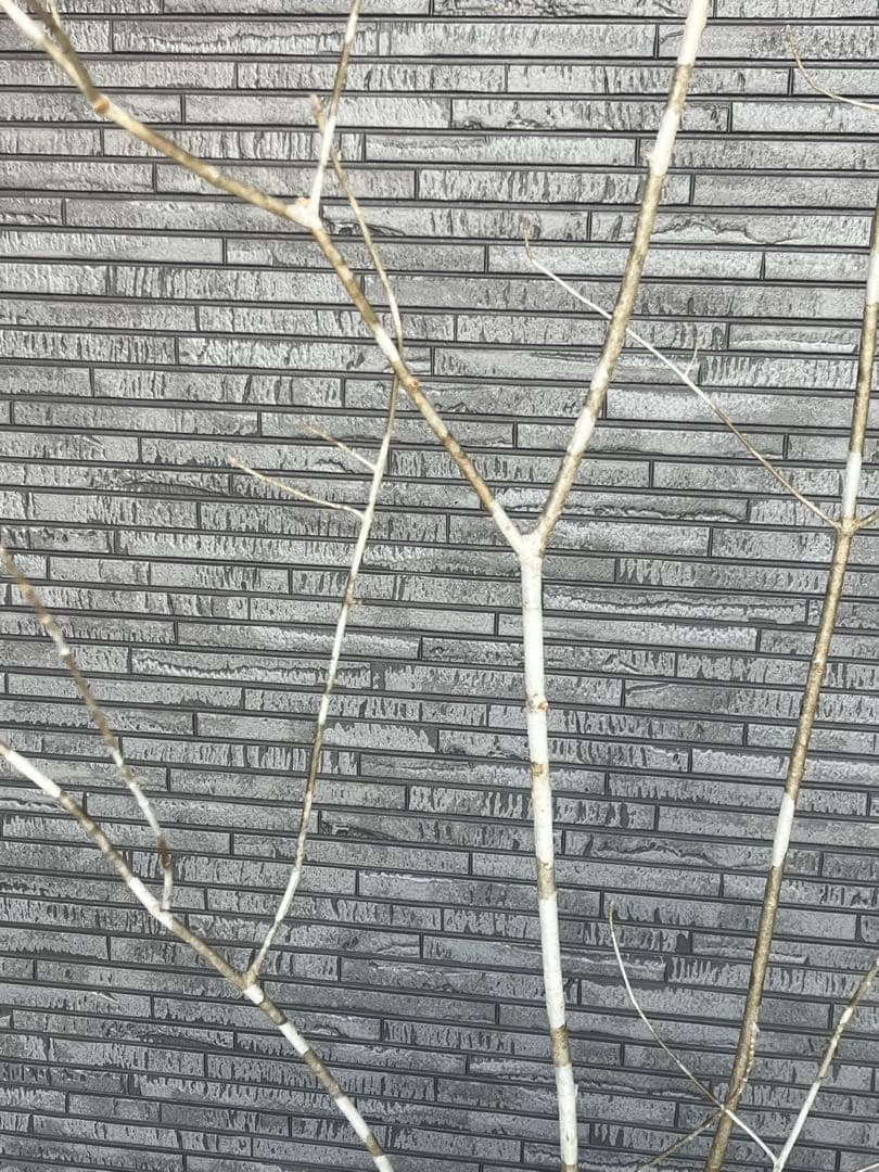 山採り天然 アオダモ 4本株立ち 美斑紋1 - メルカリ