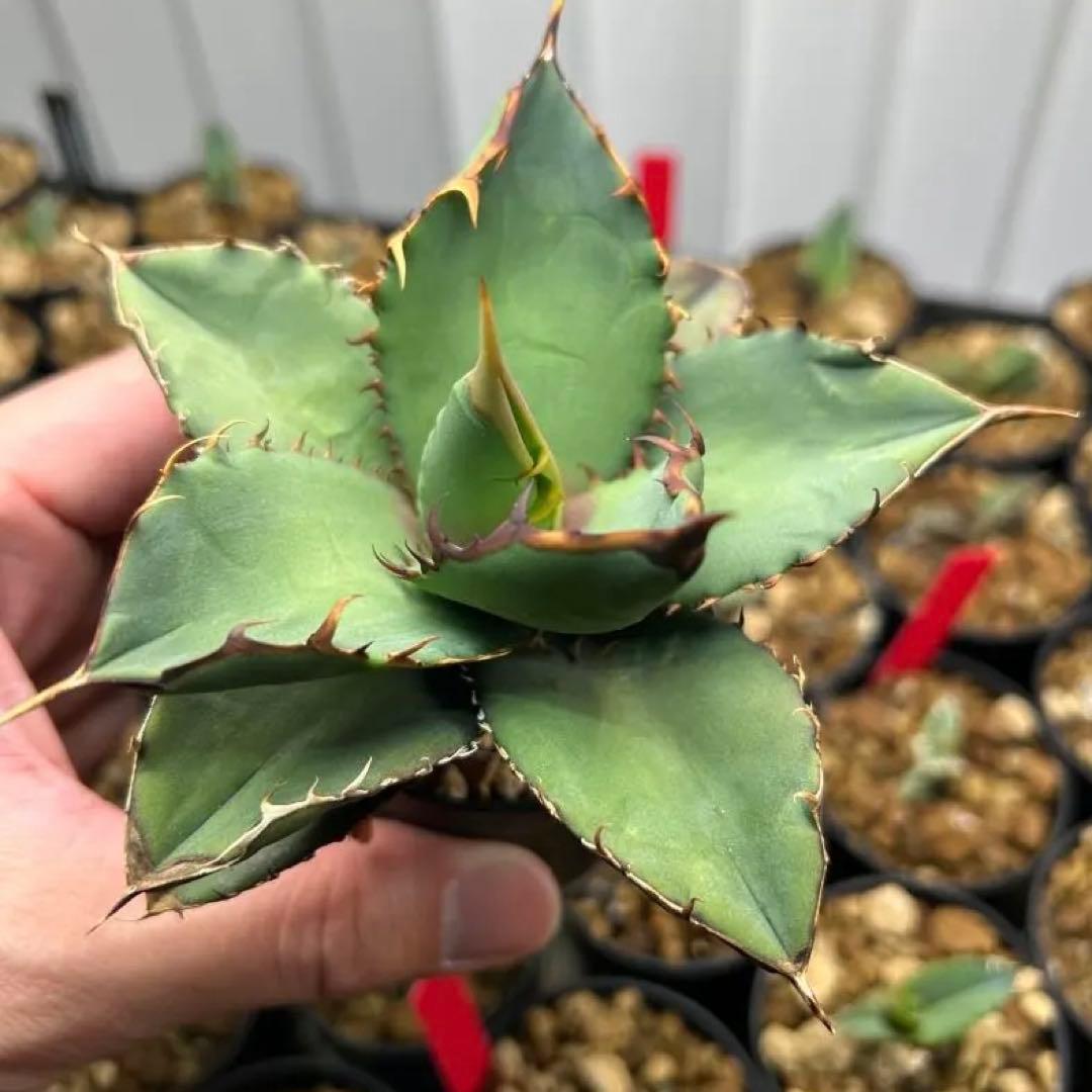 アガベ 実生 オテロイ 2024年播種 - メルカリ