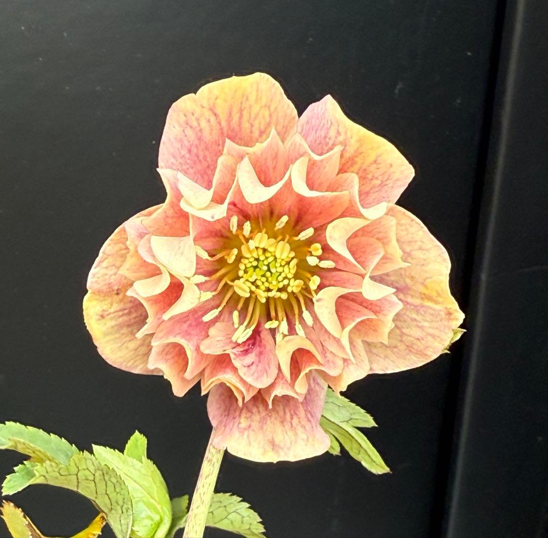 クリスマスローズ 開花株 フリル咲ddクラシックピンク 小輪ソレイユF1