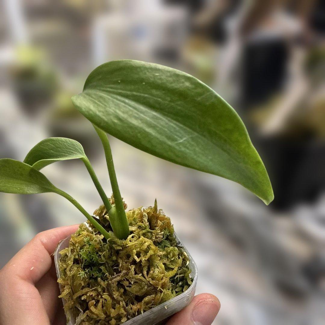 格安 モンステラ バールマルクスフレーム - メルカリ