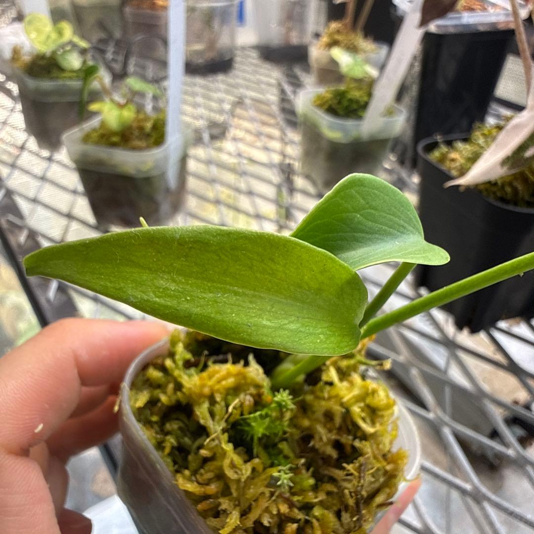 格安 モンステラ バールマルクスフレーム - メルカリ