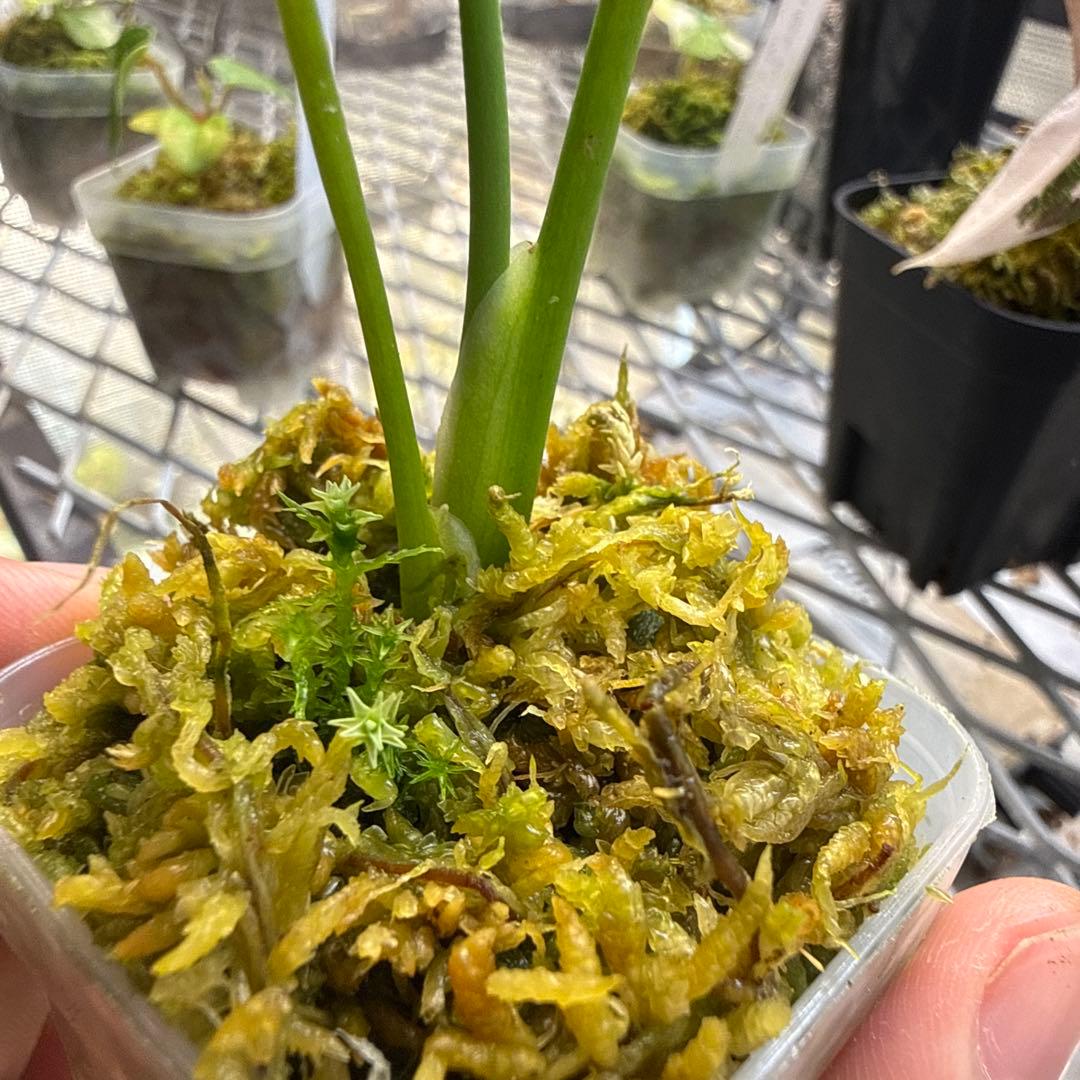 格安 モンステラ バールマルクスフレーム - メルカリ