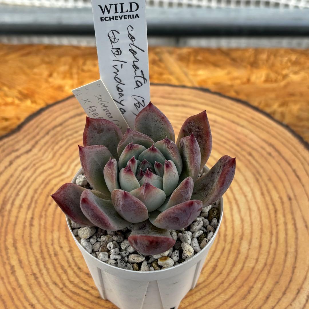 35.【札付き】石田コロラータ×臼田リンゼアナ サボテン相談室 多肉 エケベリア ホリコロ×臼田リンゼアナ札付きポットごとメルカリ便サボテン相談室