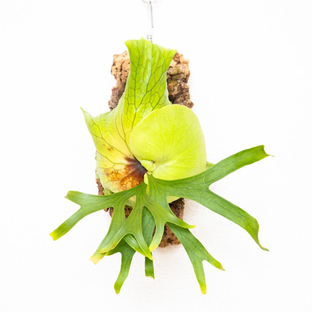 美株・コルク仕立て】ビカクシダ コロナリウム フィリピネス（タグ付き