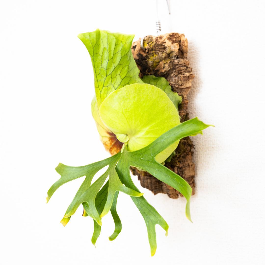 美株・コルク仕立て】ビカクシダ コロナリウム フィリピネス（タグ付き