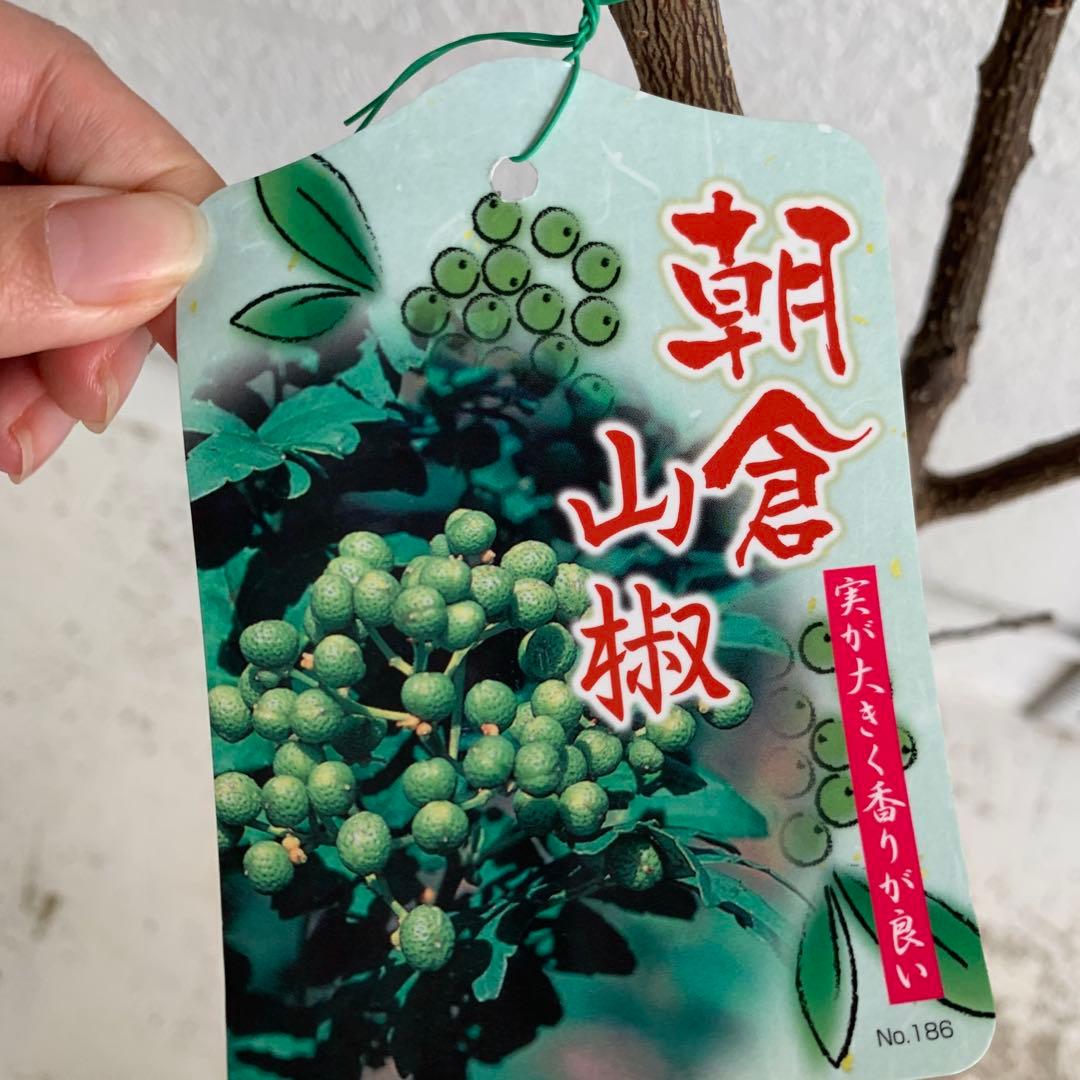 朝倉山椒 約180cm 根巻【サンショウ/実山椒/山椒/ハジカミ/木の実】41