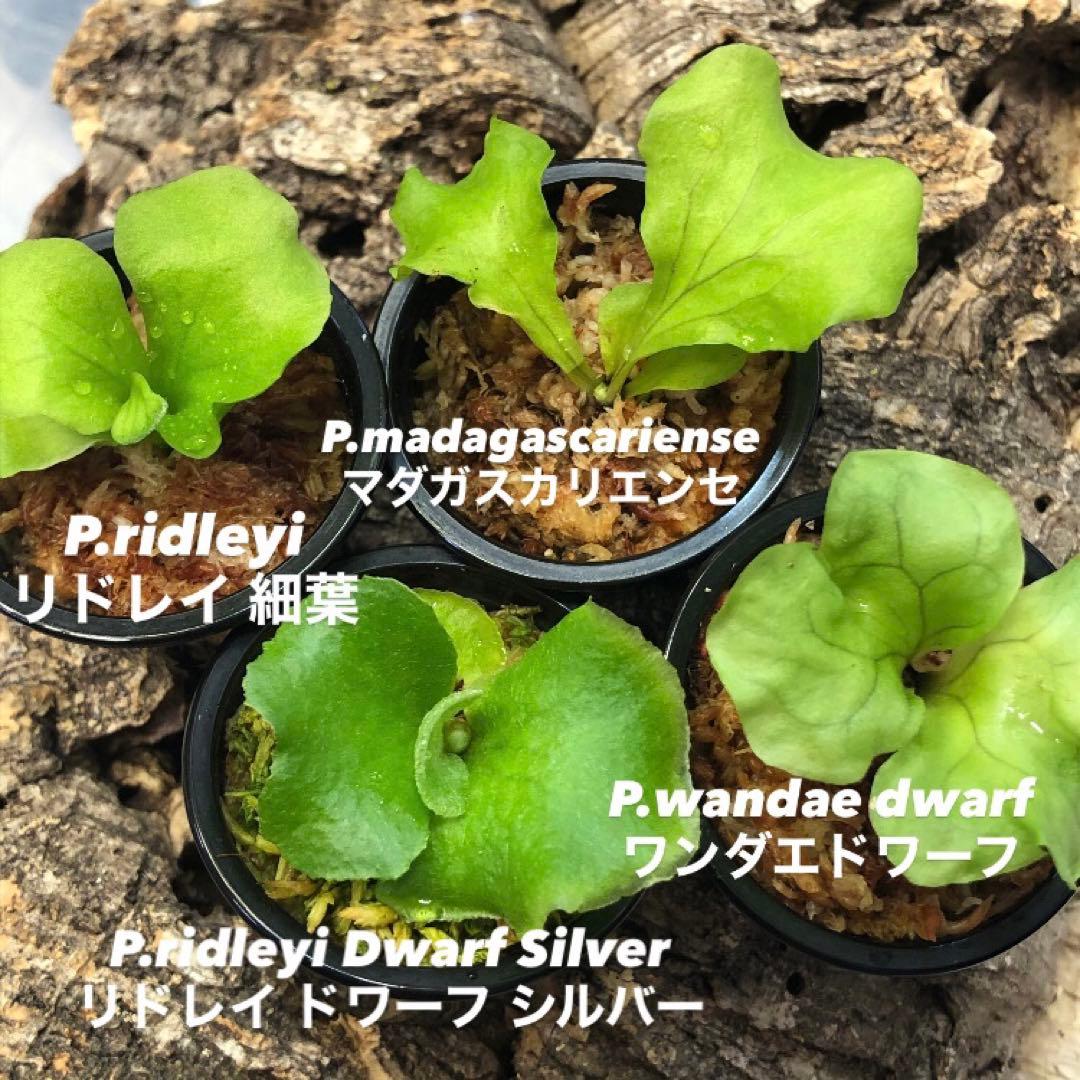 ビカクシダ リドレイ シルベリー マダガスカリエンセ ワンダエドワーフ