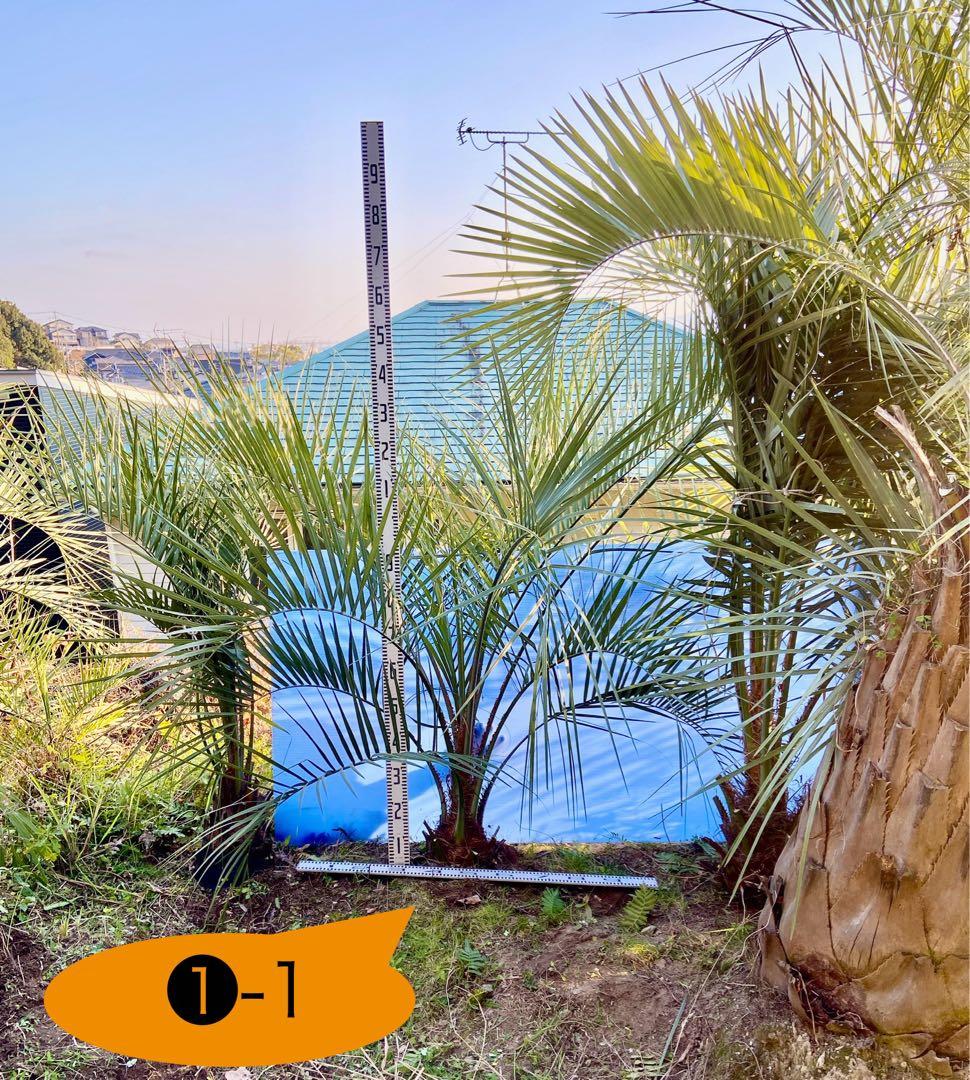 ➀-1 ココスヤシ 超耐寒性