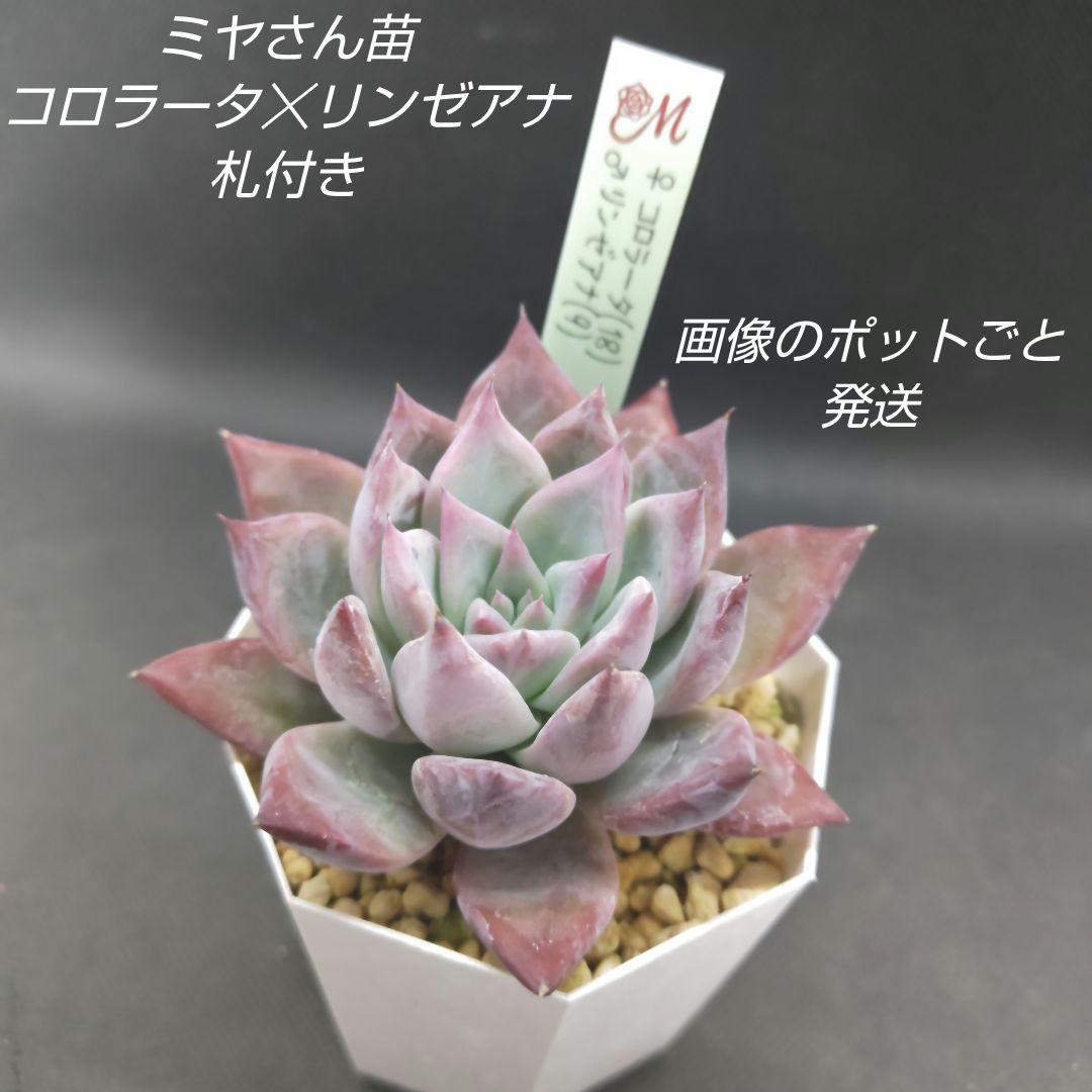 miyaさん苗 コロラータ☓リンゼアナ 札付き(多肉、多肉植物) - メルカリ