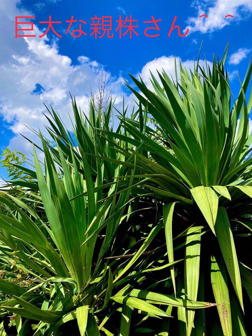 完売　発根済み超優良株＊根は頑丈で巨大【ユッカ グロリオサ/アツバキミガヨラン】