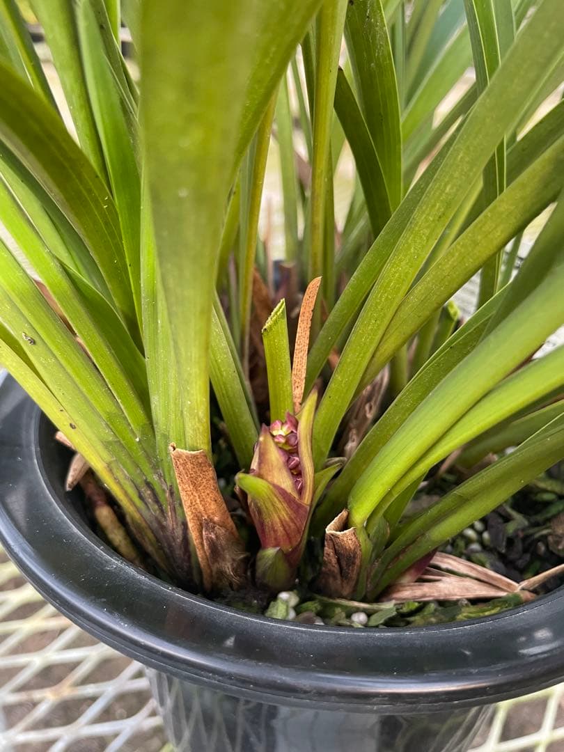 R8年キンリョウヘン花芽10本#1 R8年キンリョウヘン花芽10本#1