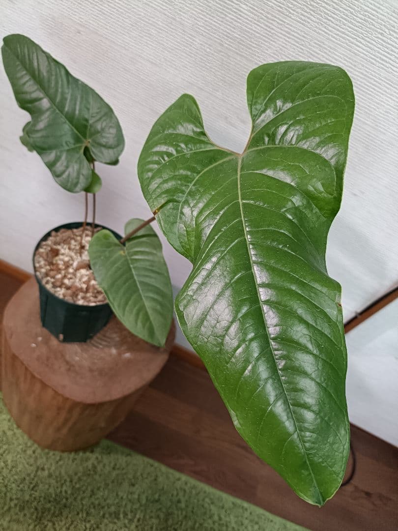 Anthurium ivanportillae アンスリウムイヴァンポルティラエ - メルカリ