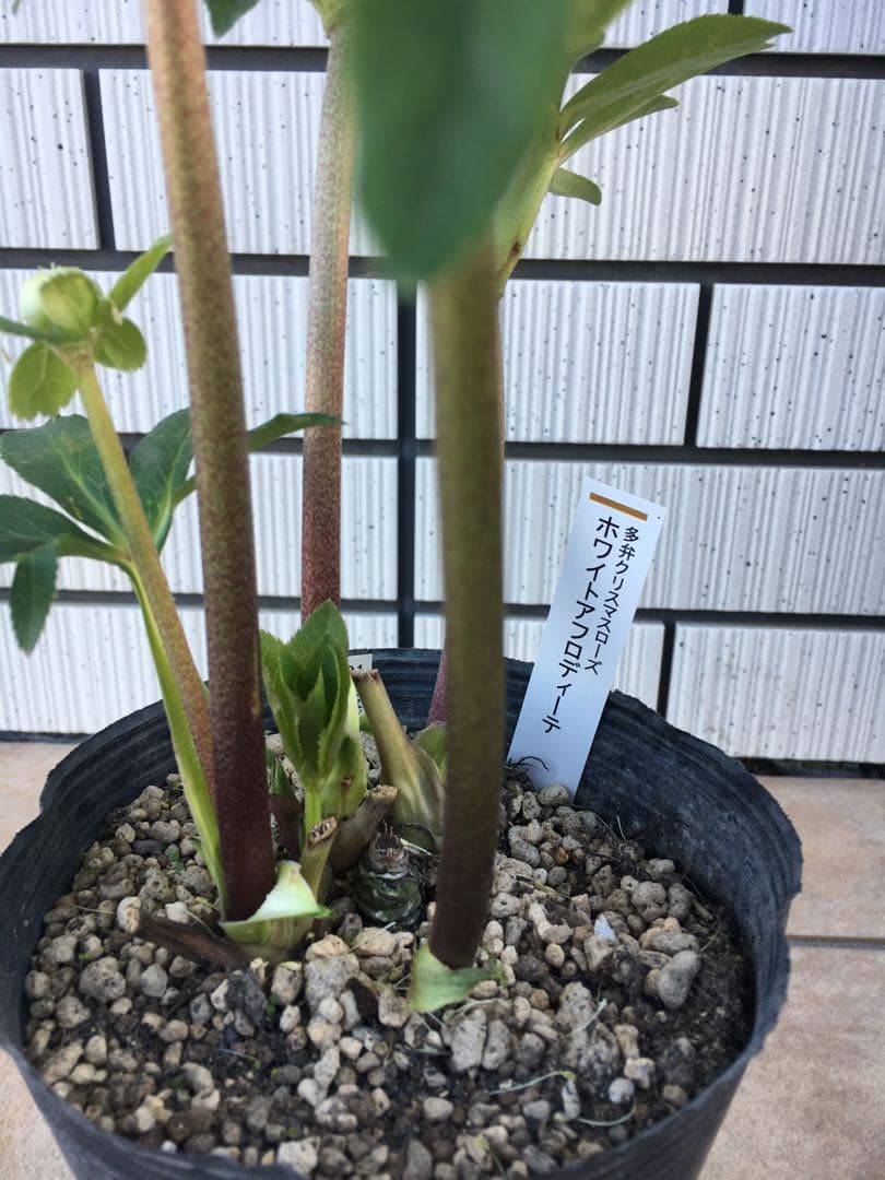 認定株ホワイトアフロディーテ クリスマスローズ 加藤農園 成熟株