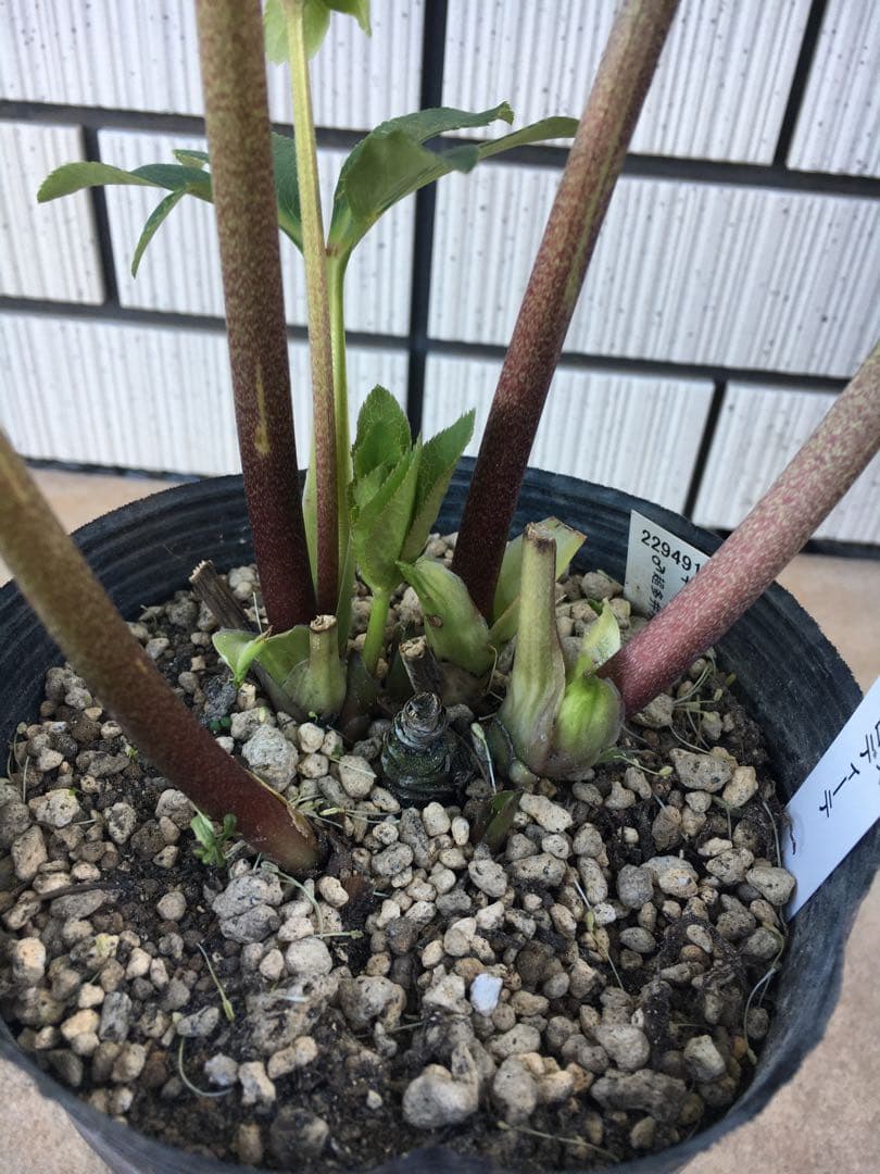 認定株ホワイトアフロディーテ クリスマスローズ 加藤農園 成熟株