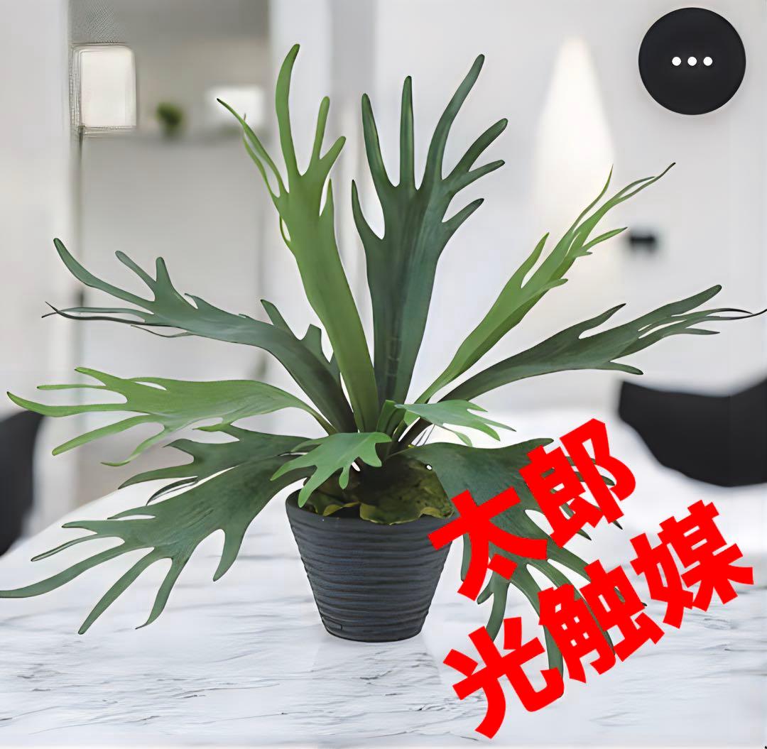 光触媒　人工観葉植物　ウォールグリーン　フェイクグリーン　コウモリラン6060 光触媒 消臭効果 抗菌効果 壁掛けフェイクグリーン 植物 造花コウモリ